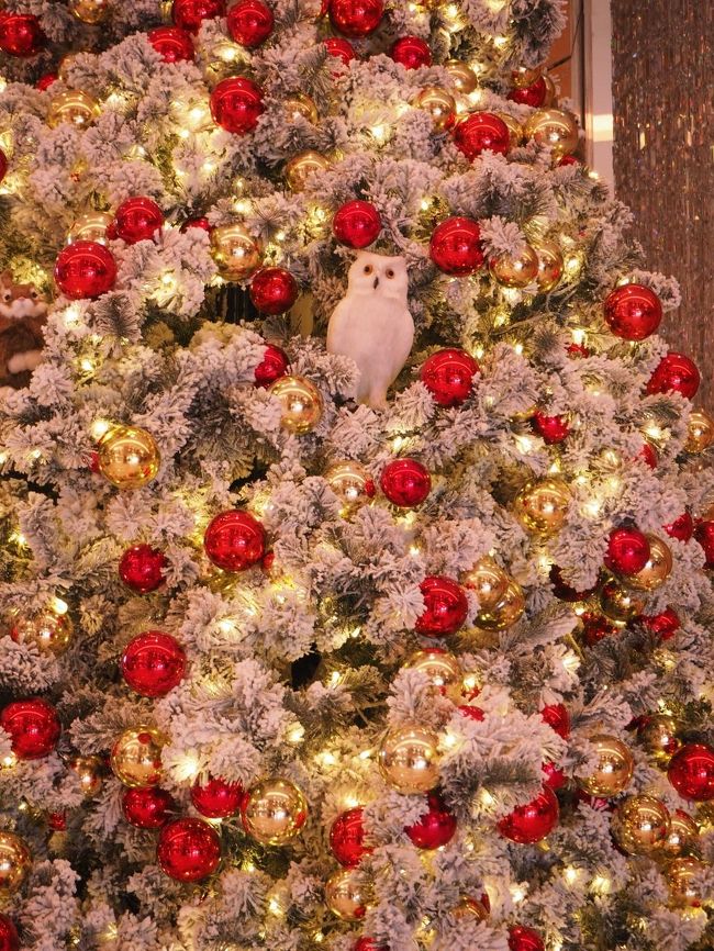 ふくろうもいます