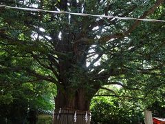 　平重盛の手植えとされる御神木は，推定樹齢1000年という日本最大のナギの木