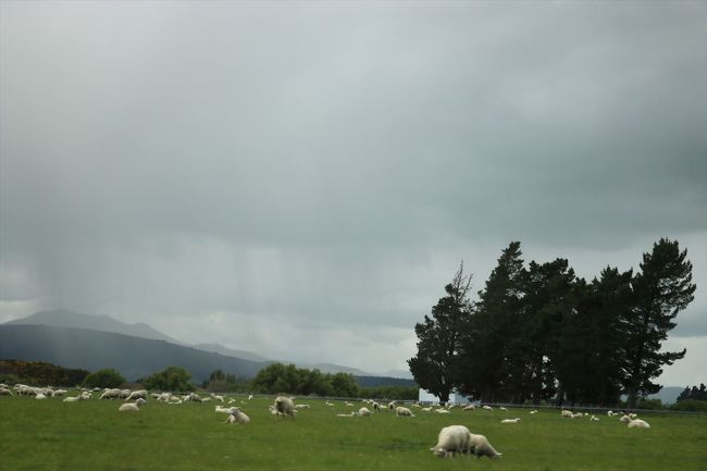 クイーンズタウンに向かいます。<br />途中、やはり羊がたくさんいました。