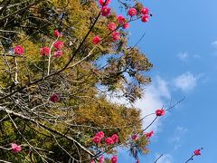 まずは筑波山神社からスタート。

紅梅が青空に映えて美しい☆