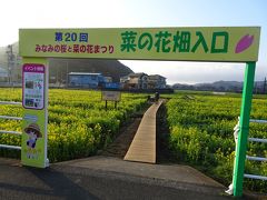 昨夜「みなみの桜と菜の花祭り」で桜を見に行く途中にみつけた菜の花畑。
夜だと暗くてよく見えなかったため、朝イチで来てみました。
入口から入ります。