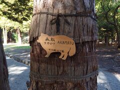 円山公園内の樹木名板は、絶対手作り！

コレクションマニアの心をくすぐる･･･
このかわいさ(^_^;)