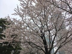 再び地上に出て、汐留の街を南へ。
イタリア公園という、ひと気のない公園がありました。
公園の周辺には、まだ残っていた桜が咲いていました。
