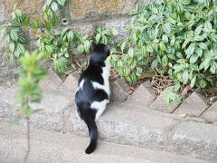 金曜日の朝７時すぎにMTRで九龍公園へ。公園野鳥の撮影が目的でしたが展望台近くで公園ネコに遭遇。おそらくは餌付けされているネコのようでした。毛並みも立派でしたが、餌に夢中で残念ながら顔を撮影できず。