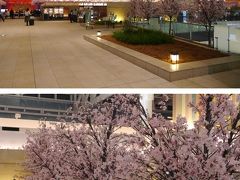 気を取り直してターミナル内を見学します
桜の花のディスプレイが準備中で既に咲いている花も多く見えました