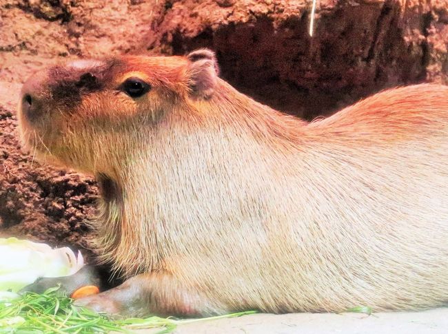 大阪13 海遊館f カピバラ エクアドル熱帯雨林で ☆エサは野菜