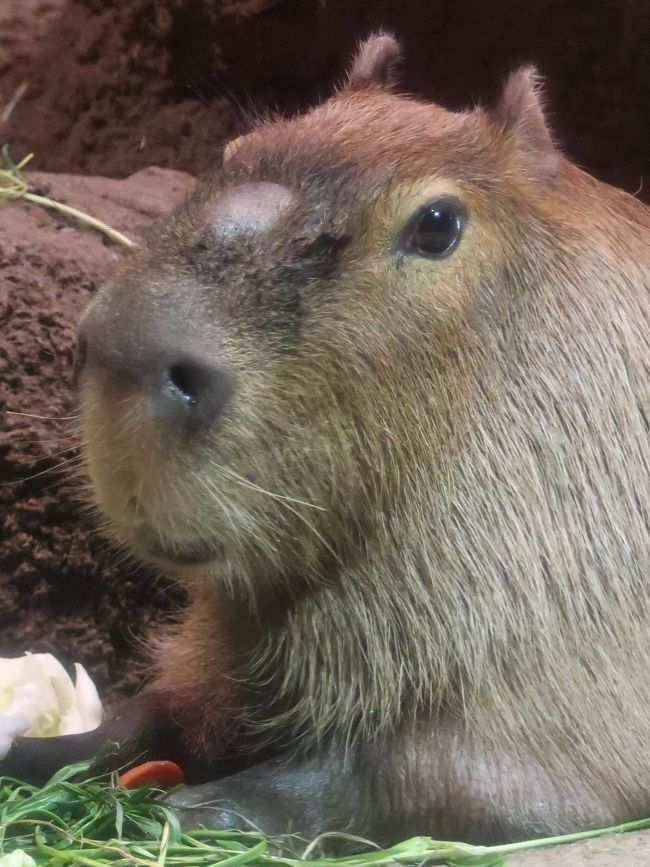 から厳選した 大阪13 海遊館f カピバラ エクアドル熱帯雨林で ☆エサは野菜 ぬいぐるみ