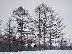 　タンチョウを撮るつもりが背景の木にピントが合ってしまってイマイチな図。