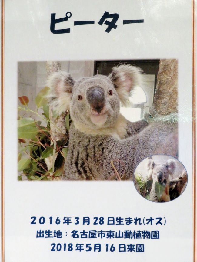 神戸レッサーパンダと神戸牛グルメの旅 ４ 王子動物園 後編 コアラとコツメカワウソ編 昼間のうちに回っておけた中型獣舎 クマ舎 ゾウ舎 円形猛獣舎やホッキョクグマ アシカ カバ舎など 神戸 兵庫県 の旅行記 ブログ By まみさん フォートラベル
