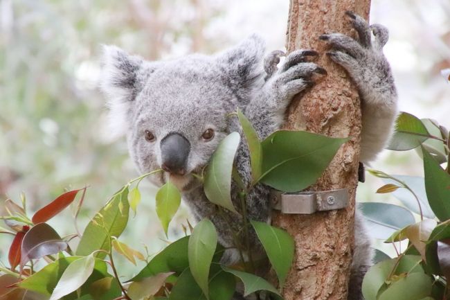 神戸レッサーパンダと神戸牛グルメの旅 ４ 王子動物園 後編 コアラとコツメカワウソ編 昼間のうちに回っておけた中型獣舎 クマ舎 ゾウ舎 円形猛獣舎やホッキョクグマ アシカ カバ舎など 神戸 兵庫県 の旅行記 ブログ By まみさん フォートラベル