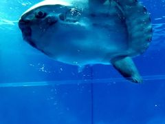 アクアワールド茨城県大洗水族館はマンボウ専用の水槽としては日本最大の水槽だそうで、多いときには10匹とかが飼育されているとこもあったそうですが、この日は3匹でした。

茨城の海で網にかかるとこの水族館に運ばれるそうで、でも、今年は1匹も網にかからなかったとのこと。

この水族館で飼育して、大きくなりすぎると、再び海に戻すそうです。

なんか、水族館で過保護で安全保障されている環境になれた魚が、再度海に戻されても大丈夫なんだろうか…と、ちょっと心配。

「マンボウってたべるんだろうか」と気になってネットで調べたら、食べる地域もあるそうで、今度、その辺に行く機会があったら一度食べてみよう、と思いました。

