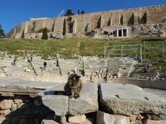 舞台の上に座っていた猫。
