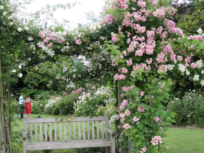 リージェンツパークではバラがロープに誘引されて弧を描く ロンドン イギリス の旅行記 ブログ By Abianさん フォートラベル リージェンツパークではバラがロープに誘引されて弧を描く ロンドン イギリス の旅行記 ブログ By Abianさん フォートラベル