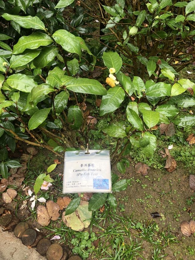 カメリア　アッサミカ<br />プーアール！