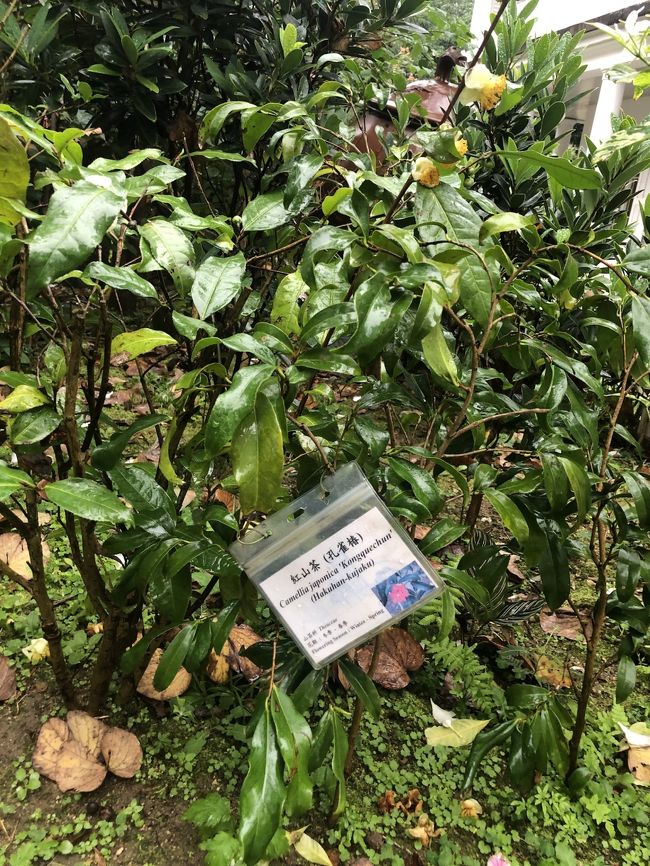 カメリア　ジャポニカ<br />椿科