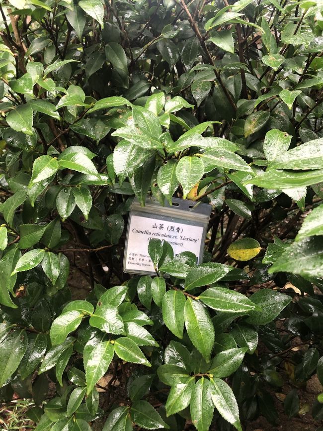 山茶<br />烈香