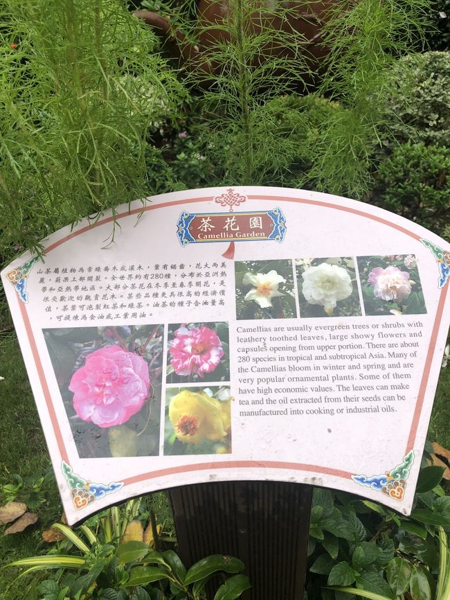 そう！ここは茶の木・カメリアのガーデンであった！<br />