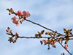 荏原神社に行く前に林試の森公園の河津桜の咲き具合を見に行きました。
尚、河津桜は寒緋桜とオオシマザクラの自然雑種です。