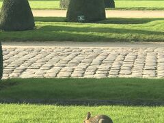 日が暮れるまで時間もあるので、アンヴァリッド&軍事博物館に行ってみることにしました。
バスを降りたのが裏側だったのか、結構歩いて辿り着いた前庭には完璧な形のトピアリーとウサギちゃんが。飼われているのかしら。