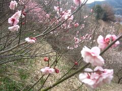 2月17日(日)【大仁】
大仁の梅まつりに行ってきました
まだまだ寒い日が続きますが､確実に春は近づいています
https://4travel.jp/travelogue/11458693
♯おおひと梅まつり