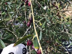 お次は寒霞渓から３０分ほどの小豆島オリーブ公園です。
ちょうどオリーブの収穫のシーズンを迎えていました。園内のオリーブの木々にもたくさんの実がなっていました。