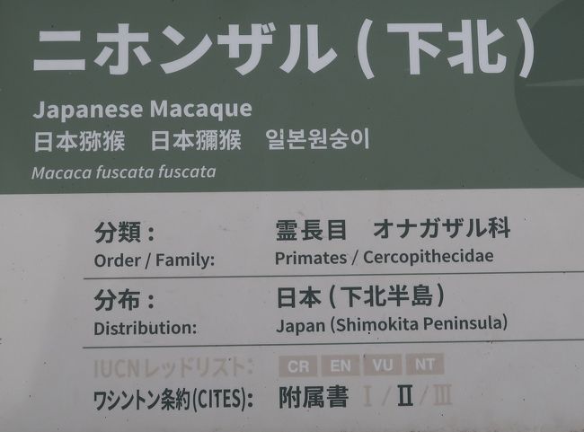 上野動物園-1　ニホンザル　28/　　　6