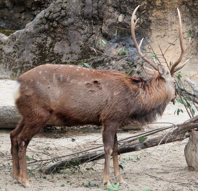 上野動物園-1　エゾシカ　28/　　　11