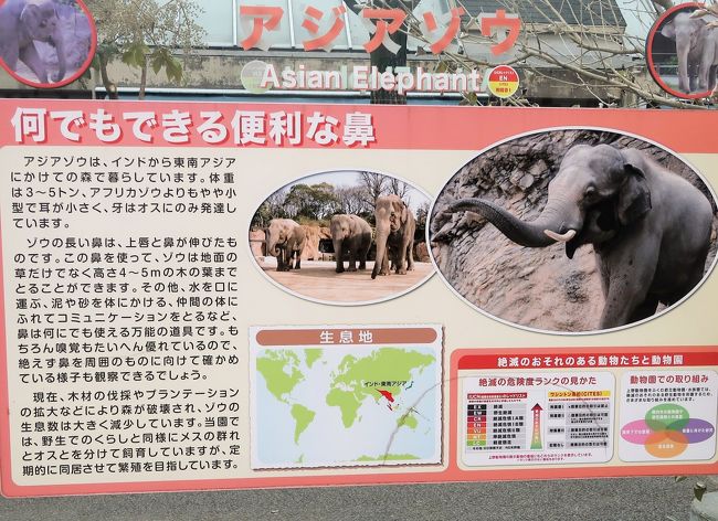 上野動物園-1　アジアゾウ　　28/　　　22