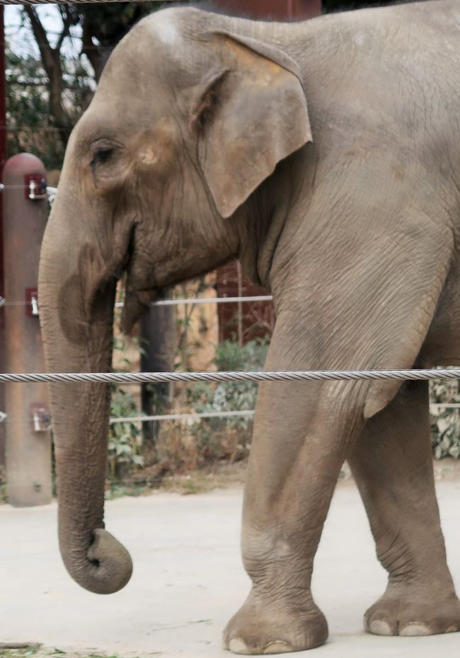上野動物園-1　アジアゾウ　　28/　　　23