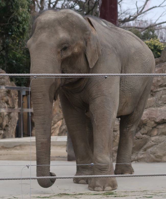 上野動物園-1　アジアゾウ　　28/　　　24