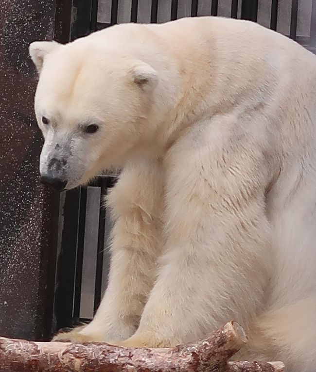 上野動物園-2 ホッキョクグマ 寒さに強い保温力 ☆温暖化で生存