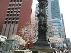 日本橋の橋のたもとに一本の桜の木。