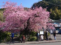 まずは個人宅所有の原木を見に行きます。

河津では開花が早い方で、この日はほぼ満開
素晴らしい重量感です。