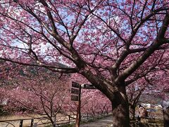 涅槃の桜

こちらもジャストタイミング！
素晴らしい枝ぶり、花ぶりです。