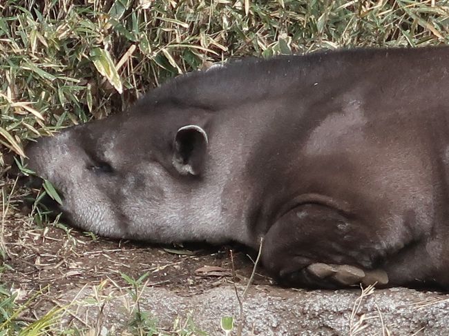 上野動物園-4　アメリカバク　   14/           14