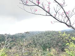 ハコニワを出る頃には雨はもう止んでいました。
では、桜を見に行きましょう～！

まずは八重岳の方へ行ったのですが、もうほとんど散っていました。
