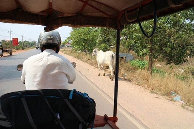 土埃が舞う光景はタイというよりむしろラオスに近い。<br />空港からシェムリアップ市街に向かう際のルートは幹線道路だったけど、今日のドライバーのルートは生活道路。牛が普通に路肩を歩いている。一昨日の到着時間は22時頃だったので、その時間にこの道を走っていたら真っ暗で相当ビビっただろう。<br />