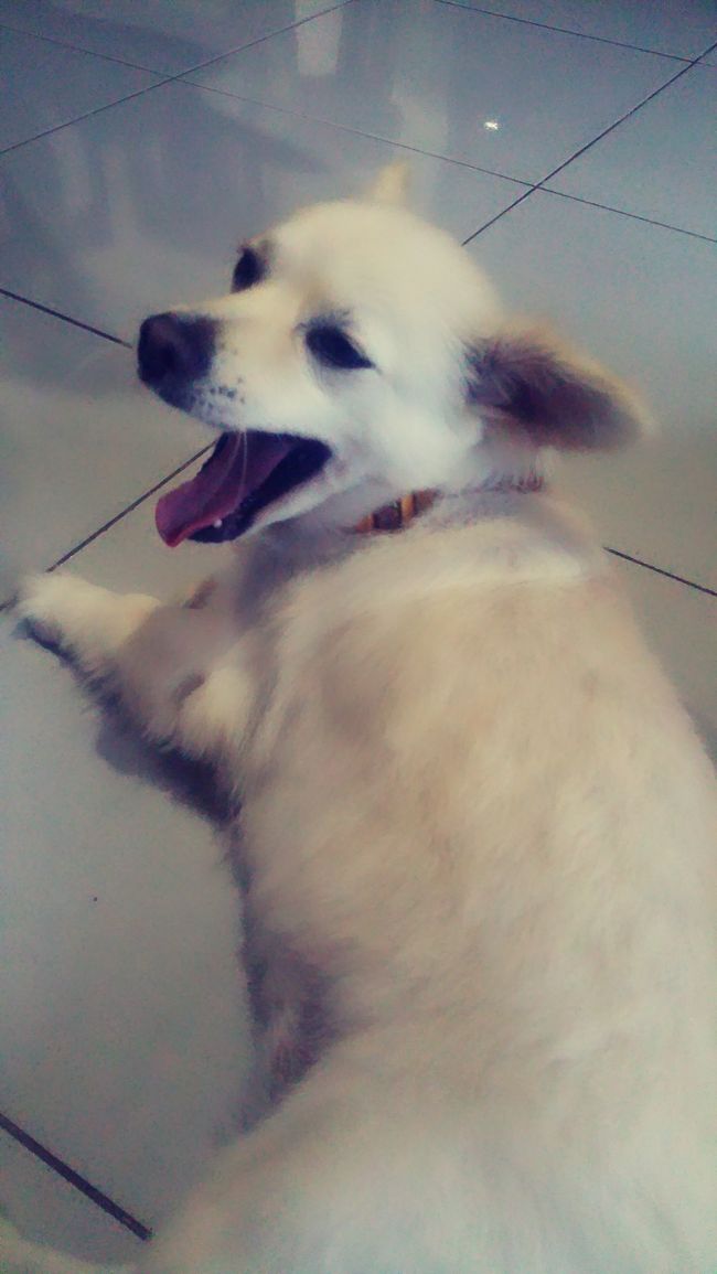 Shiwa Rudrakshaにはこんな可愛いわんちゃんがいます( ´,,•ω•,,`)♡<br /><br />六花ちゃんで~~~すฅ՞•ᴥ•՞ฅ <br /><br />六花ちゃんとチョコちゃんの2頭いるのですが、チョコちゃんは慣れるまで時間がかかるので、この日は会えませんでした( ´•ᴗ•ก)<br /><br />あれからもう1頭増えて、チビッ子永愛ちゃんも仲間入りして、やんちゃ振りを発揮してるみたいですꉂꉂ"̮˖笑"̮˖<br /><br />3人の子持ち??になったくみこさん(๑>ᴗ<๑)<br /><br />六花ちゃんはすっごく人懐こくて、触って触ってとそばに来てくれるので、撫でて触ってると...