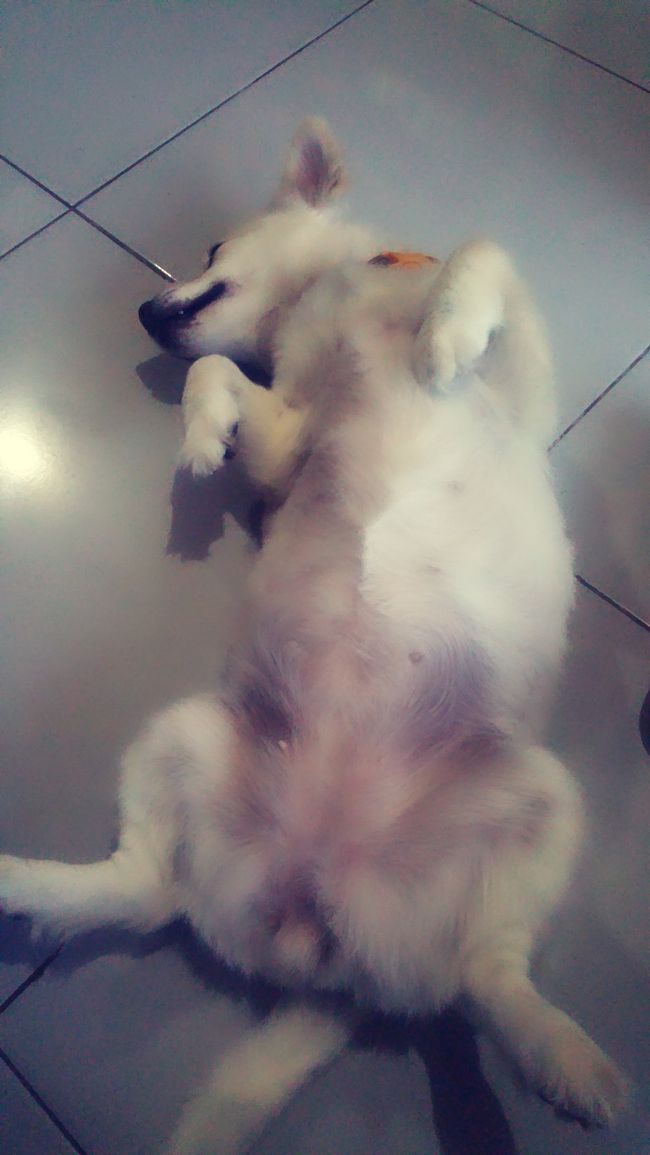 ゴローンとお腹全開にしてくれますｗｗｗ<br /><br />Ubudiはこの年の前に14年連れ添った愛犬を亡くしていて、六花ちゃんに触れた時泣きそうになりました(っω<`｡)<br /><br />今でも愛犬を思い出すと泣けてしまいます…<br /><br />六花ちゃんに癒されまくったUbudiでした(⁎˃ᴗ˂⁎)<br />