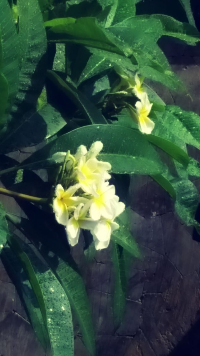 フランジパニも咲いてました~<br /><br />インドネシア語でジュブン~<br /><br />