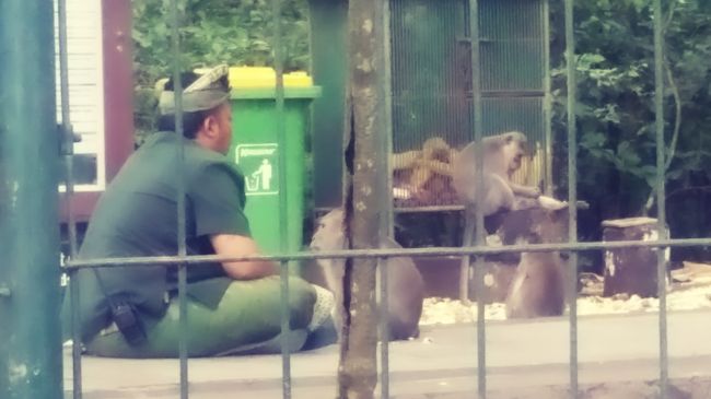 モンフォレの細い道から見える飼育員??とお猿さん🐒<br /><br />