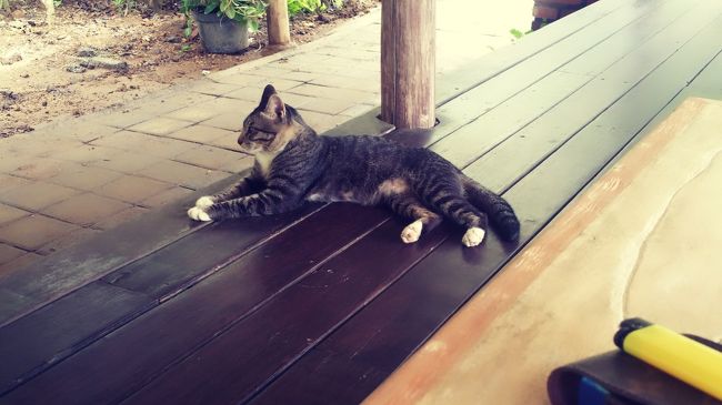 にゃんこ😸<br /><br />食べ物ねだるのかな??と思いきや、そんなことはせずただUbudiのそばでゴロゴロしてたꉂꉂ"̮˖笑"̮˖