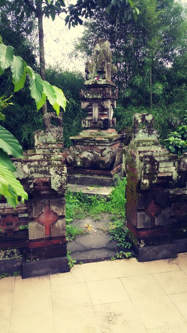 立派な家寺もある~!!!<br /><br />Ubudiの憩いのお店となったティールームですが、非常に残念なことに、2019年1月で閉店してました(*꒦ິ⌓꒦ີ)<br /><br />もうあの大好きな雰囲気に浸れないなんて...<br /><br />またどこかで再開してくれないかな...<br /><br />あの田んぼViewがあってのティールームだったから、他の場所では難しいか...<br /><br />あの手描きの曼荼羅とかペイントとか素敵だったのにな...(つ﹏<。)<br />