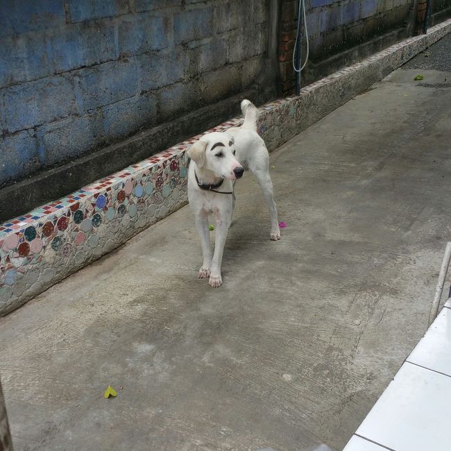 (*Ü*)ﾉ"ᵍᵒᵒᵈ ᵐᵒʳᐢⁱᐢᵍ ✲<br /><br />今日はウブドへ出てきてます。<br /><br />ハノマン通りをブラブラとしていると、わんこがUbudiの視界に飛び込んできました!!!<br /><br />えっ??<br /><br />このわんこの顔、ちょっと違くない??<br /><br />と思い立ち止まってしまいました。