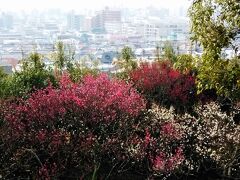 岡本梅林公園

〝始まりは不詳なれど江戸時代には丹波の栗、吉野の桜などとともに岡本の梅林は有名であった。昭和１３年（１９３８）の阪神大水害による山崩れ、第二次世界大戦の戦火などで梅林はほとんど消失、その後復興が行われ、昭和５７年（１９８２）に神戸市の設置・管理のもと岡本梅林公園として整備された・・・”と伝えられています。