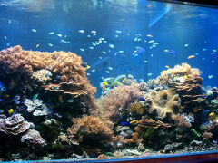 大水槽の先に進むと、華やかな熱帯魚とサンゴの水槽。