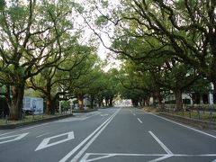 宮崎市に戻り、県庁前のくすのき並木を通って帰る。
どぎゃんかせにゃならん、県庁も見ておきたい。
