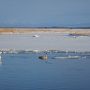 網走・知床流氷めぐり