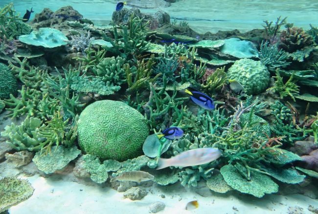 2019早春、名古屋港水族館(5/5)：サンゴ、南極観測船・ふじ船内