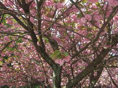 着きました！五智公園！

桜は散りましたが、花や緑がきれいです。